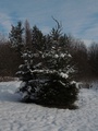 Vianočné stromčeky z tatranského lesa (autor: Lenka Burdová)