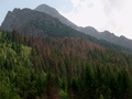 Lykožrútom zničené stromy v prírodnom lese v Nefcerskej doline (autor: Lenka Burdová)