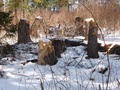 Krádeže dreva - vyrúbané borovice (autor: archív ŠL TANAP)