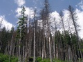 Lykožrútom poškodené lesné porasty v Tatranskej Javorine (autor: Ján Slivinský)