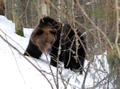 medved