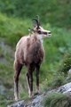 kamzík (autor: Marcel Tobis)