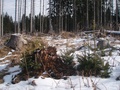 Prirodzené zmladenie smreka v Tichej doline na ploche po spracovaní kalamitného dreva po víchrici z novembra 2004 (autor: Lenka Burdová)