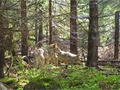 Vlky v Tatranskej Javorine (autor: Marcel Tobis)