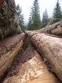 Stromy, ktoré poškodil lykožrút (autor: Lenka Budová)