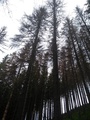 Suché stromy_Orava (autor: Ján Šuvada)