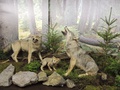 Vlk dravý je novým exponátom Múzea TANAPu v Tatranskej Lomnici (autor: Lenka Burdová)