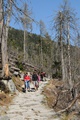 Turistický chodník pod suchými stromami (autor: Táňa Hoholíková)