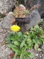 Prasatnica jednoúhorová kvitne v botanickej záhrade v tomto roku už po druhý raz (autor: Lenka Burdová)