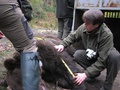 Meranie odchyteného medveďa na Orave (autor: Ján Šuvada)