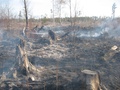 Po požiari (autor: Táňa Hoholíková)