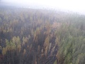1.8.2005 - letecký záber na požiarom postihnutú plochu (autor: uvedený v texte)