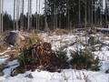 Prirodzené zmladenie smreka na Podbanskom (autor: Lenka Burdová)