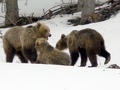 Medvedie mláďatá (autor: Milan Ballo)