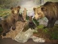 Medvede v Múzeu TANAPu (autor: Táňa Hoholíková)