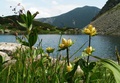 Štvrté Roháčske Pleso, v pozadí Volovec