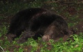 Medveď ulovený v Tatranskej Javorine 5.5.2010 (autor: archív ŠL TANAPu)