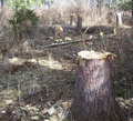 Po nelegálnej ťažbe dreva zostávajú v lese iba zvyšky stromov (autor: Peter Michelčík)