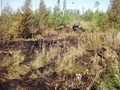 Mladý les po požiari v júli 2013 (autor: archív ŠL TANAPu)